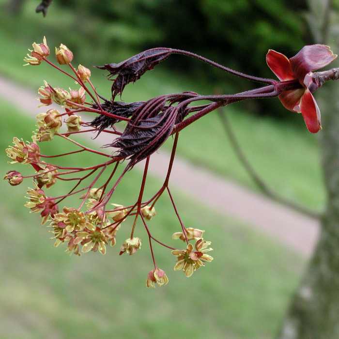 Promesse-de-fleurs.com - Acer platanoides feuille
Plandanjou - Acer platanoides fleurs